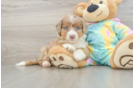 Best Mini Aussiedoodle Baby
