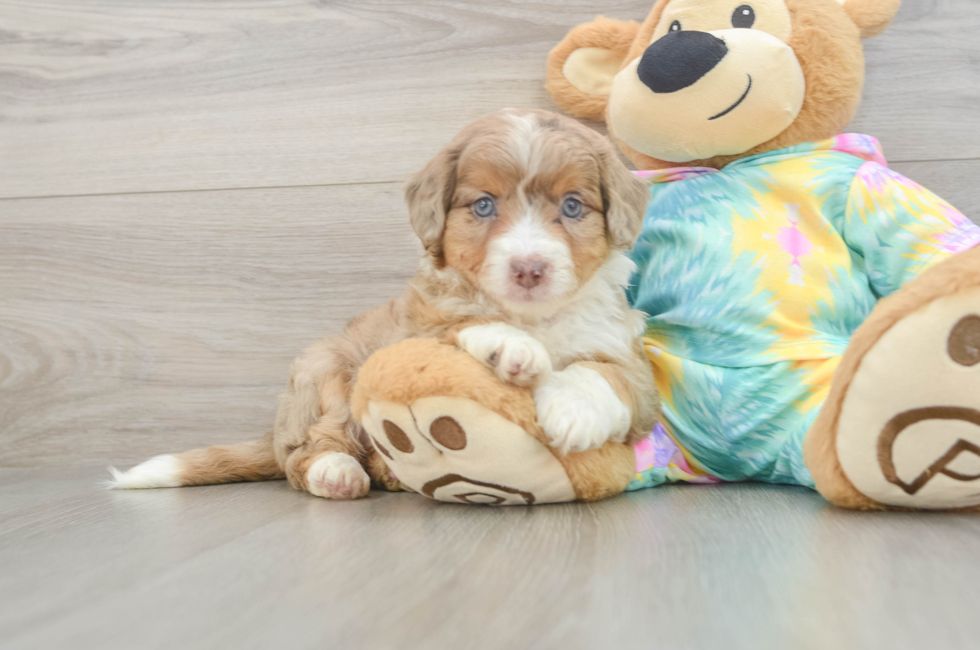 5 week old Mini Aussiedoodle Puppy For Sale - Lone Star Pups