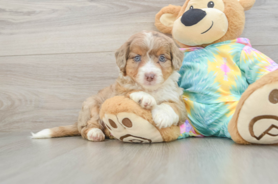 Best Mini Aussiedoodle Baby