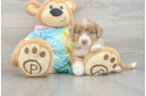Little Mini Aussiepoo Poodle Mix Puppy