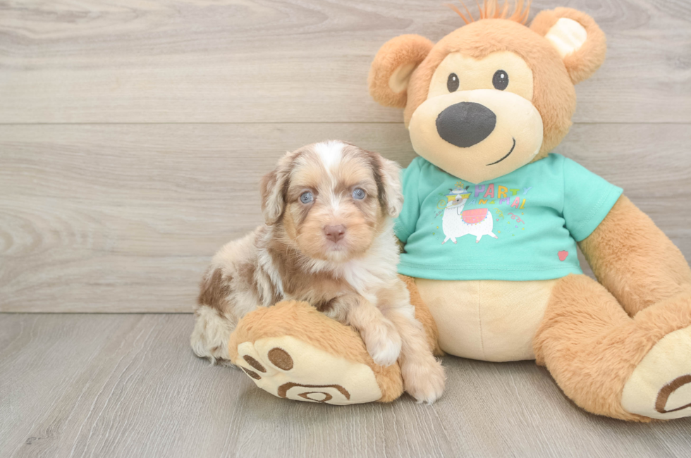 5 week old Mini Aussiedoodle Puppy For Sale - Lone Star Pups