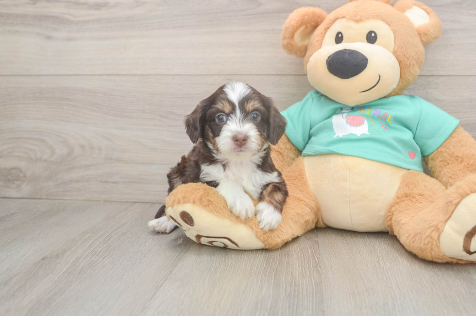 5 week old Mini Aussiedoodle Puppy For Sale - Lone Star Pups