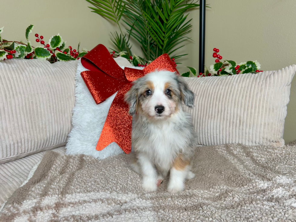 Cute Mini Aussiepoodle Poodle Mix Puppy
