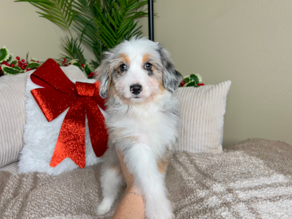 Cute Mini Aussiedoodle Baby