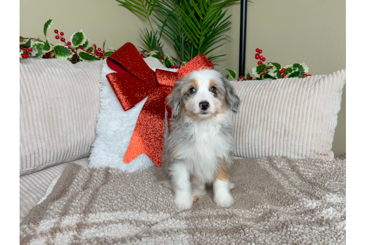 Cute Mini Aussiedoodle Poodle Mix Pup
