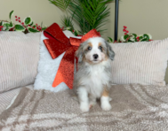 9 week old Mini Aussiedoodle Puppy For Sale - Lone Star Pups