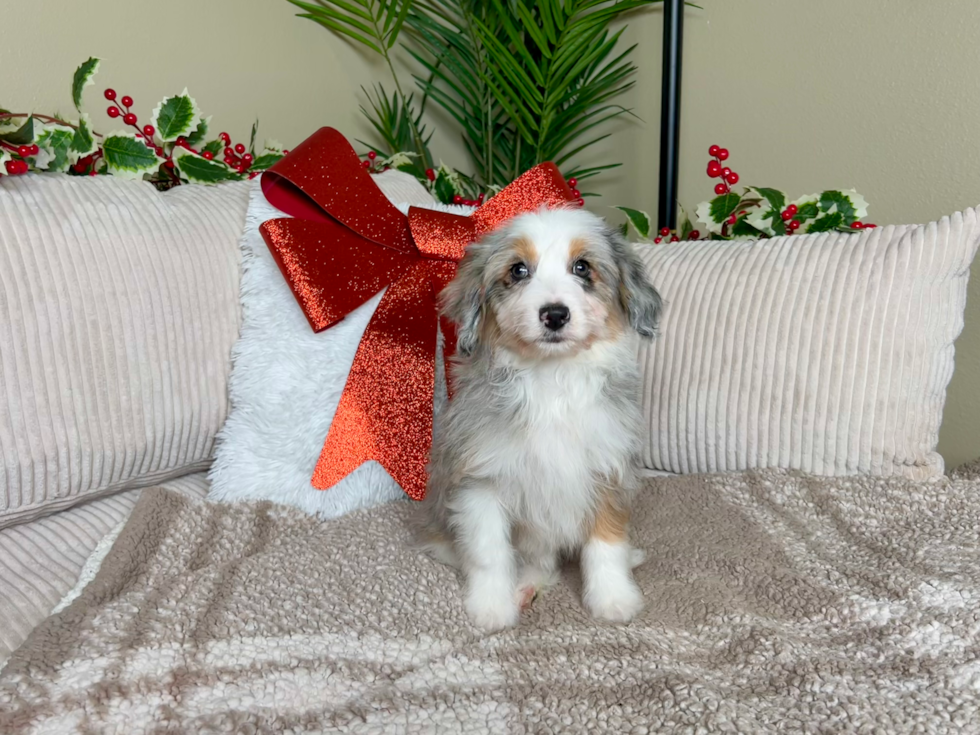 Cute Mini Aussiedoodle Poodle Mix Pup