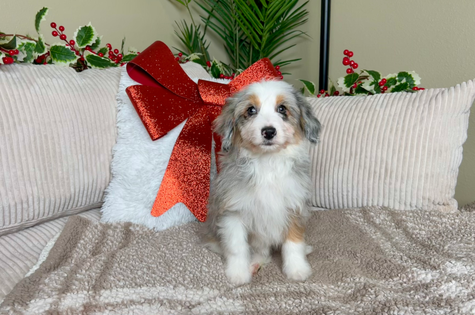 9 week old Mini Aussiedoodle Puppy For Sale - Lone Star Pups