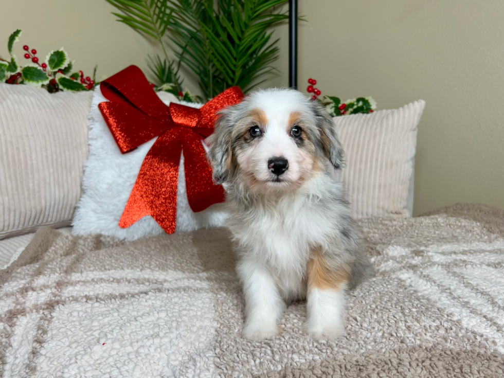 Mini Aussiedoodle Puppy for Adoption