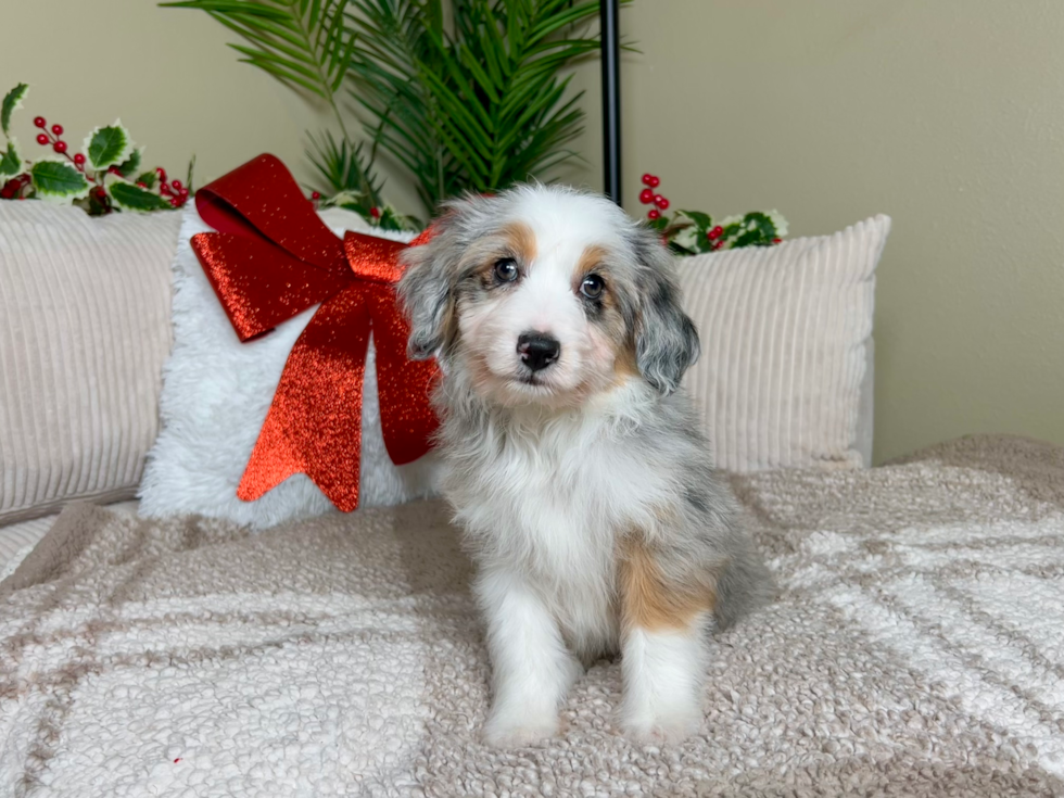 Cute Mini Australian Shepherd X Poodle Mix Poodle Mix Puppy