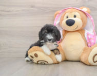 8 week old Mini Aussiedoodle Puppy For Sale - Lone Star Pups