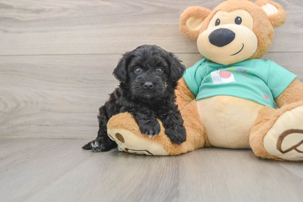 Playful Mini Aussiepoodle Poodle Mix Puppy