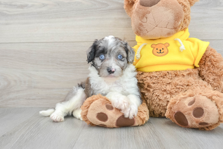 Mini Aussiedoodle Pup Being Cute