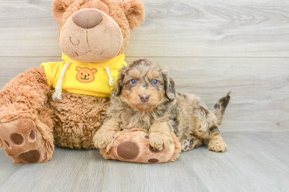 Popular Mini Aussiedoodle Poodle Mix Pup