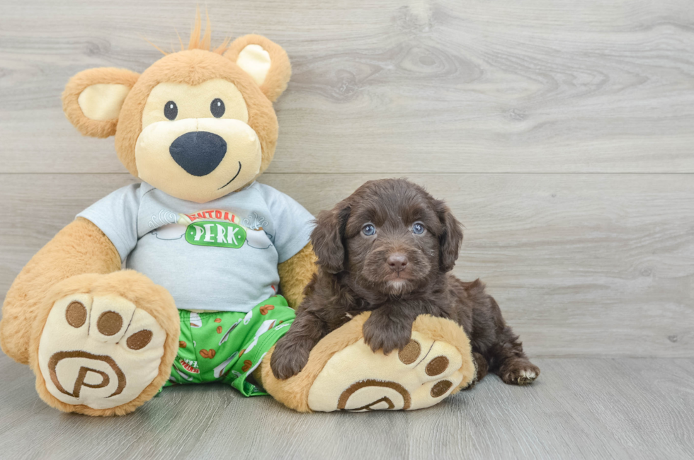 5 week old Mini Aussiedoodle Puppy For Sale - Lone Star Pups