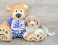 9 week old Mini Aussiedoodle Puppy For Sale - Lone Star Pups