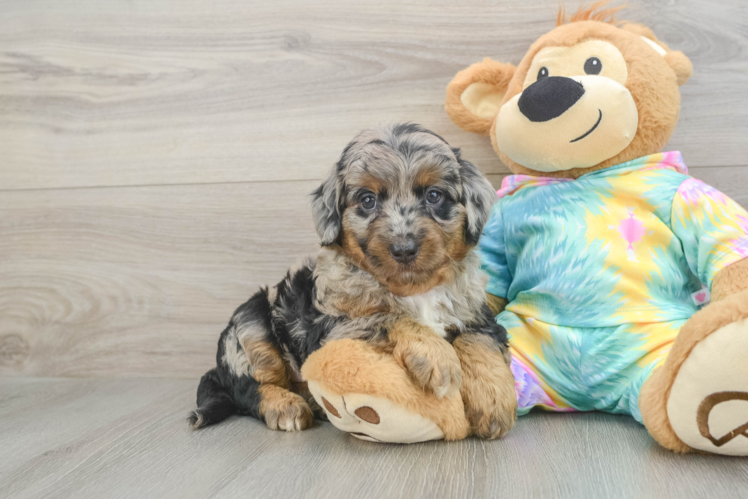Sweet Mini Aussiedoodle Baby