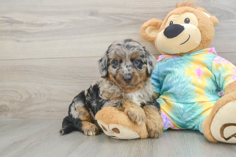 Sweet Mini Aussiedoodle Baby