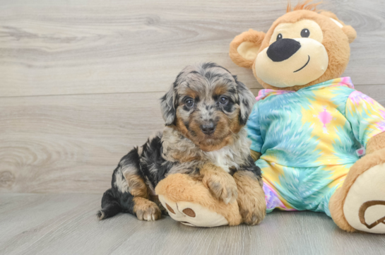 Sweet Mini Aussiedoodle Baby