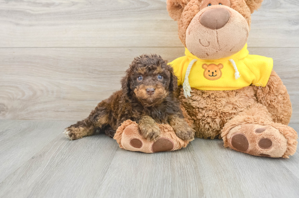 7 week old Mini Aussiedoodle Puppy For Sale - Lone Star Pups