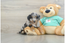 Best Mini Aussiedoodle Baby