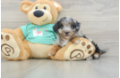 Mini Aussiedoodle Pup Being Cute