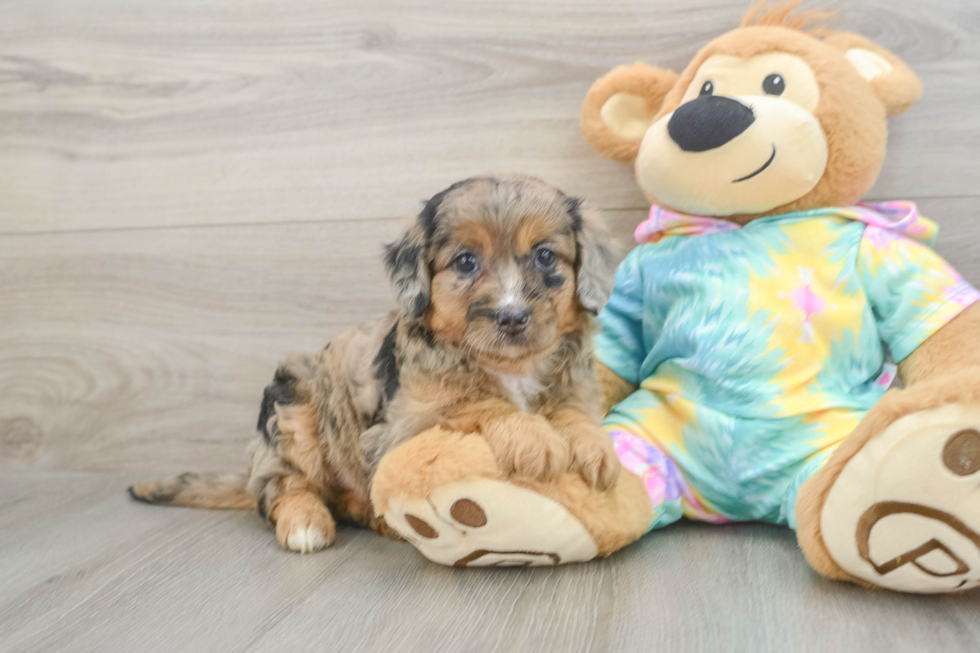 Mini Aussiedoodle Pup Being Cute