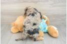Smart Mini Aussiedoodle Poodle Mix Pup