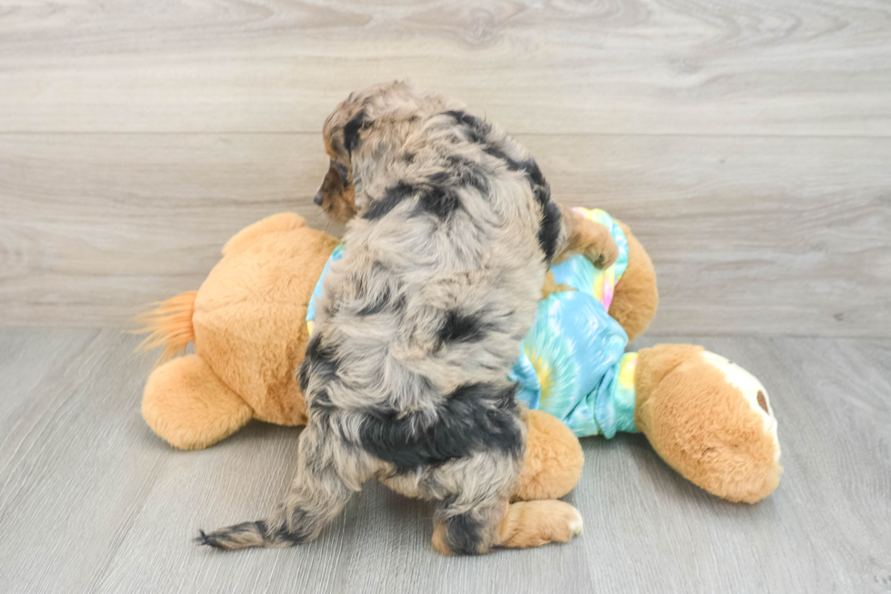 Smart Mini Aussiedoodle Poodle Mix Pup