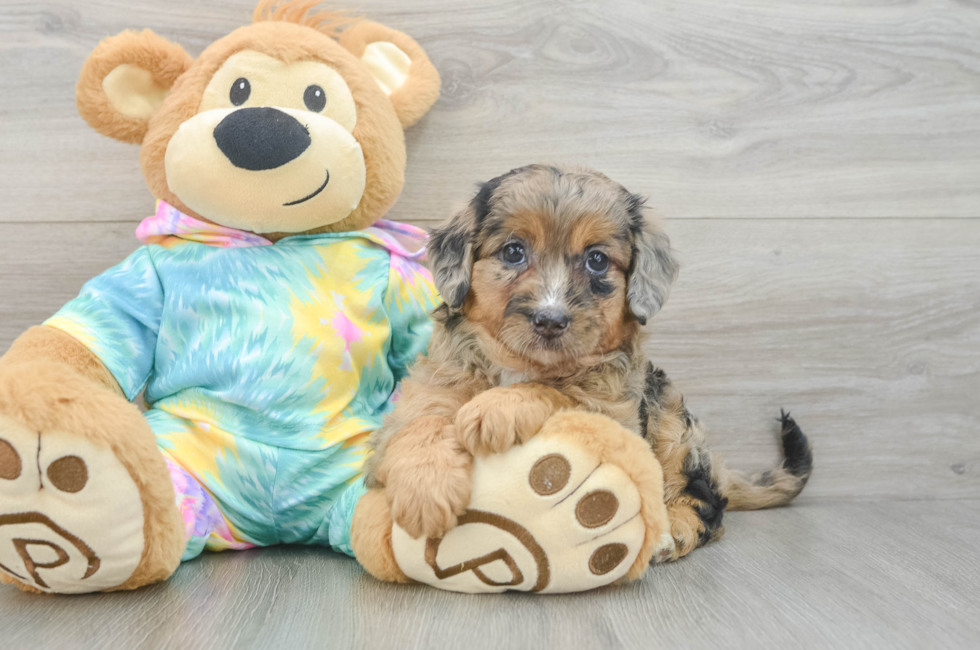 5 week old Mini Aussiedoodle Puppy For Sale - Lone Star Pups