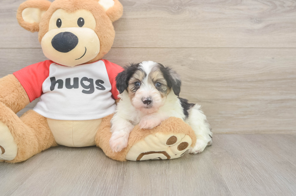 5 week old Mini Aussiedoodle Puppy For Sale - Lone Star Pups