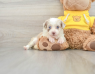 7 week old Mini Aussiedoodle Puppy For Sale - Lone Star Pups