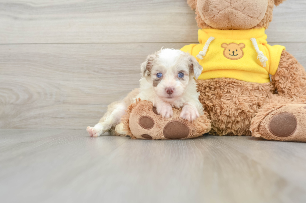 7 week old Mini Aussiedoodle Puppy For Sale - Lone Star Pups