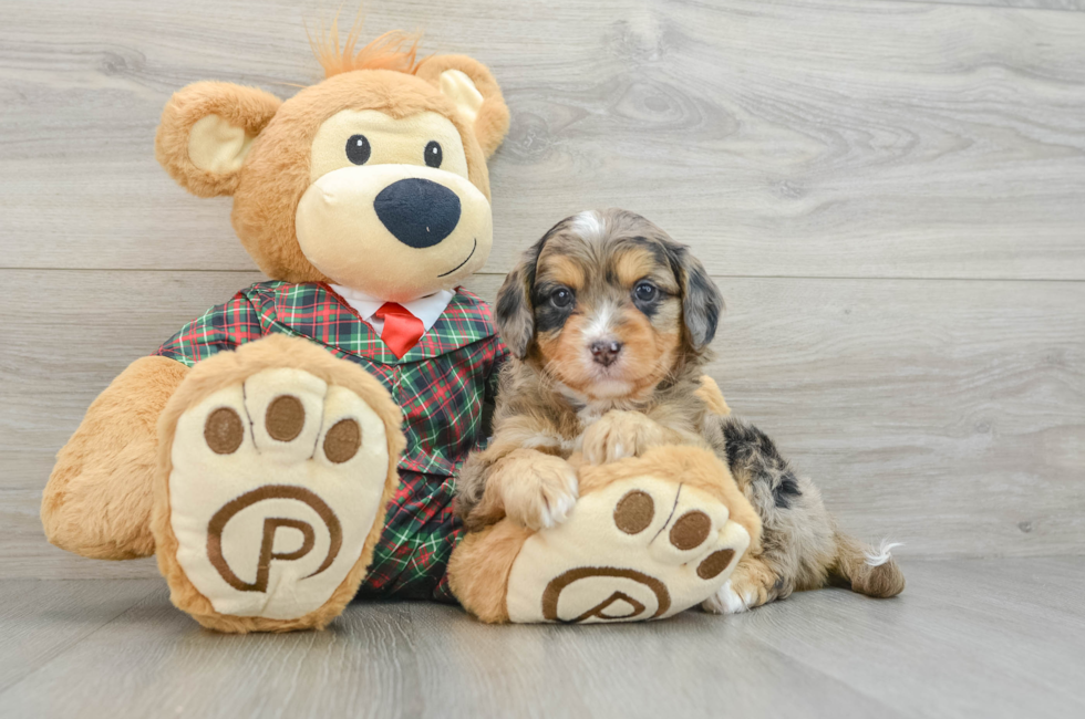 5 week old Mini Aussiedoodle Puppy For Sale - Lone Star Pups