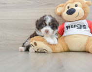 8 week old Mini Aussiedoodle Puppy For Sale - Lone Star Pups