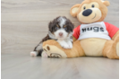 Best Mini Aussiedoodle Baby