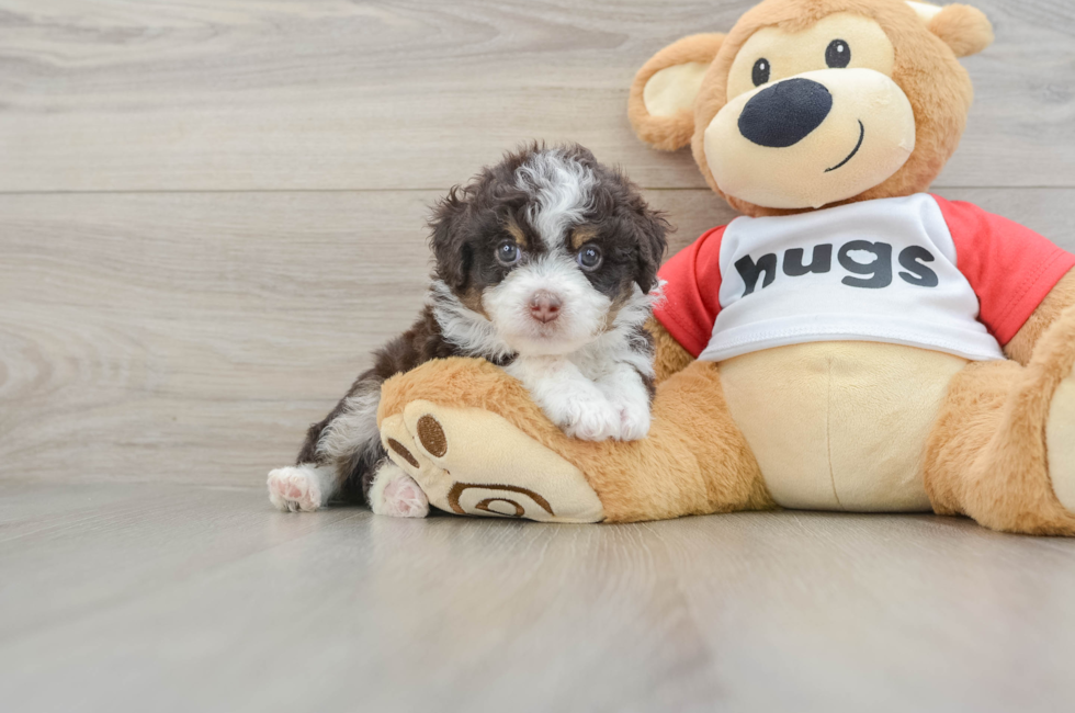 5 week old Mini Aussiedoodle Puppy For Sale - Lone Star Pups