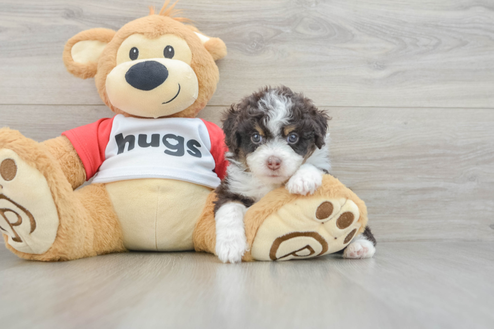 Mini Aussiedoodle Pup Being Cute
