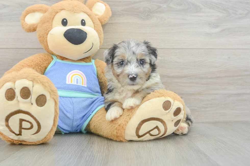 5 week old Mini Aussiedoodle Puppy For Sale - Lone Star Pups