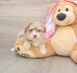 7 week old Mini Aussiedoodle Puppy For Sale - Lone Star Pups