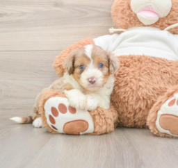 6 week old Mini Aussiedoodle Puppy For Sale - Lone Star Pups