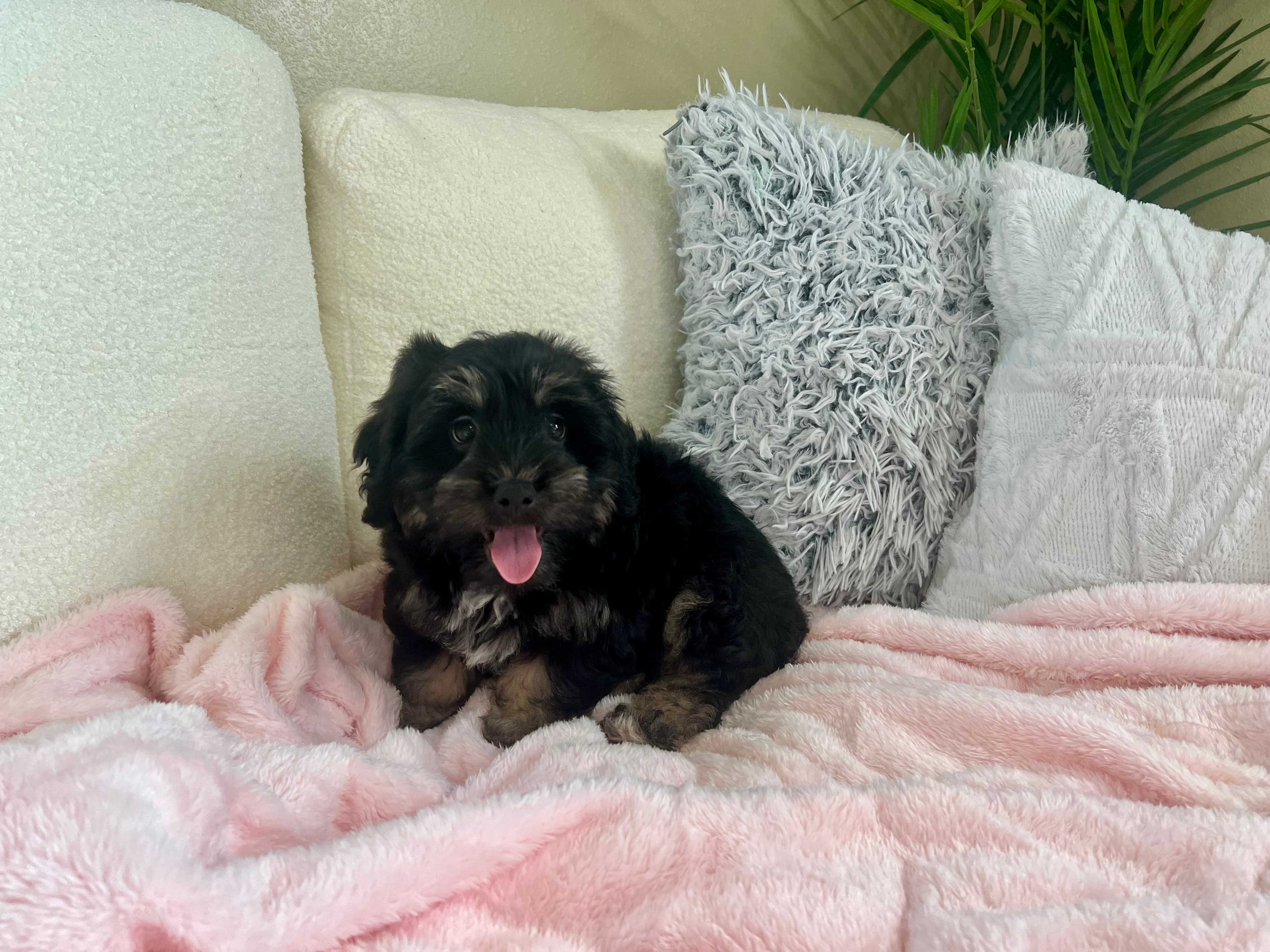 Best Mini Aussiedoodle Baby