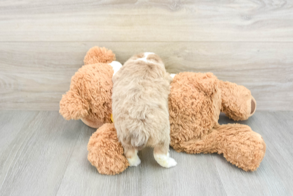 Funny Mini Aussiedoodle Poodle Mix Pup