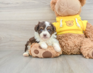 8 week old Mini Aussiedoodle Puppy For Sale - Lone Star Pups