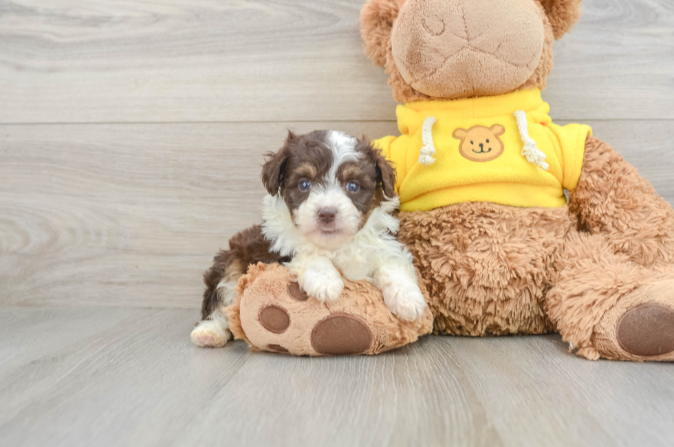 8 week old Mini Aussiedoodle Puppy For Sale - Lone Star Pups