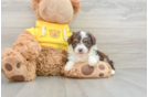 Mini Aussiedoodle Pup Being Cute