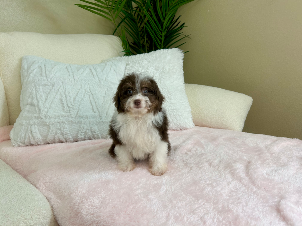 Cute Mini Aussiedoodle Poodle Mix Pup