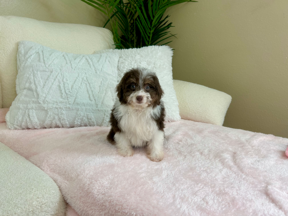 Cute Mini Australian Shepherd X Poodle Mix Poodle Mix Puppy