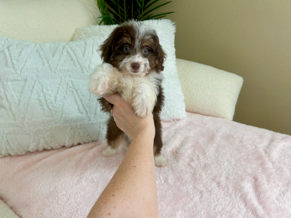 Cute Mini Aussiedoodle Poodle Mix Pup