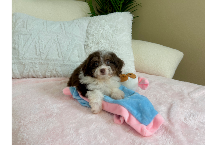 Mini Aussiedoodle Pup Being Cute